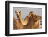 Camels in Camel Souq, Waqif Souq, Doha, Qatar, Middle East-Frank Fell-Framed Photographic Print