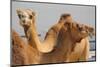 Camels in Camel Souq, Waqif Souq, Doha, Qatar, Middle East-Frank Fell-Mounted Photographic Print