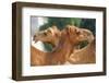 Camels in Camel Souq, Waqif Souq, Doha, Qatar, Middle East-Frank Fell-Framed Photographic Print