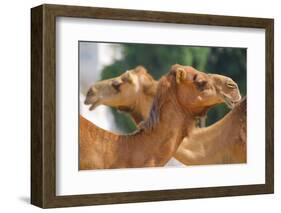 Camels in Camel Souq, Waqif Souq, Doha, Qatar, Middle East-Frank Fell-Framed Photographic Print