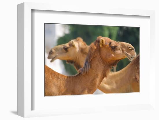 Camels in Camel Souq, Waqif Souq, Doha, Qatar, Middle East-Frank Fell-Framed Photographic Print