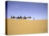 Camels in Caravan, Morocco-Michael Brown-Stretched Canvas