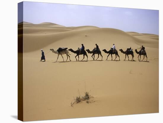 Camels in Caravan Walking in Desert, Morocco-Michael Brown-Stretched Canvas