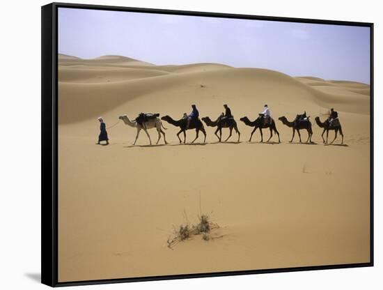 Camels in Caravan Walking in Desert, Morocco-Michael Brown-Framed Stretched Canvas