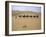 Camels in Caravan Walking in Desert, Morocco-Michael Brown-Framed Premium Photographic Print