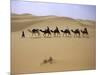 Camels in Caravan Walking in Desert, Morocco-Michael Brown-Mounted Premium Photographic Print