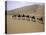 Camels in Caravan Walking in Desert, Morocco-Michael Brown-Stretched Canvas