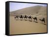 Camels in Caravan Walking in Desert, Morocco-Michael Brown-Framed Stretched Canvas