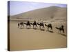 Camels in Caravan Walking in Desert, Morocco-Michael Brown-Stretched Canvas