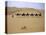 Camels in Caravan Walking in Desert, Morocco-Michael Brown-Stretched Canvas