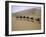 Camels in Caravan Walking in Desert, Morocco-Michael Brown-Framed Photographic Print