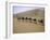 Camels in Caravan Walking in Desert, Morocco-Michael Brown-Framed Photographic Print