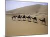 Camels in Caravan Walking in Desert, Morocco-Michael Brown-Mounted Photographic Print