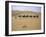 Camels in Caravan Walking in Desert, Morocco-Michael Brown-Framed Photographic Print