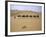 Camels in Caravan Walking in Desert, Morocco-Michael Brown-Framed Photographic Print