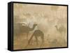 Camels in the Desert Morning Sun, Pushkar Camel Fair, India-Walter Bibikow-Framed Stretched Canvas