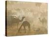 Camels in the Desert Morning Sun, Pushkar Camel Fair, India-Walter Bibikow-Stretched Canvas