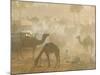 Camels in the Desert Morning Sun, Pushkar Camel Fair, India-Walter Bibikow-Mounted Photographic Print