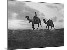 Camels in the Desert Outside Cairo, Egypt, C1920S-null-Mounted Giclee Print