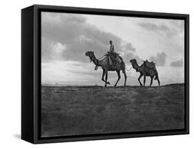 Camels in the Desert Outside Cairo, Egypt, C1920S-null-Framed Stretched Canvas