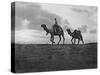 Camels in the Desert Outside Cairo, Egypt, C1920S-null-Stretched Canvas
