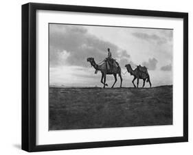 Camels in the Desert Outside Cairo, Egypt, C1920S-null-Framed Giclee Print