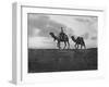 Camels in the Desert Outside Cairo, Egypt, C1920S-null-Framed Giclee Print