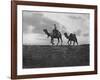 Camels in the Desert Outside Cairo, Egypt, C1920S-null-Framed Giclee Print