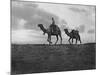 Camels in the Desert Outside Cairo, Egypt, C1920S-null-Mounted Giclee Print