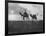 Camels in the Desert Outside Cairo, Egypt, C1920S-null-Framed Giclee Print