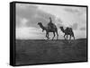 Camels in the Desert Outside Cairo, Egypt, C1920S-null-Framed Stretched Canvas