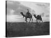 Camels in the Desert Outside Cairo, Egypt, C1920S-null-Stretched Canvas