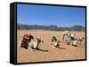 Camels in the Desert, Wadi Rum, Jordan, Middle East-Alison Wright-Framed Stretched Canvas