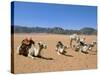 Camels in the Desert, Wadi Rum, Jordan, Middle East-Alison Wright-Stretched Canvas