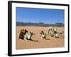 Camels in the Desert, Wadi Rum, Jordan, Middle East-Alison Wright-Framed Photographic Print