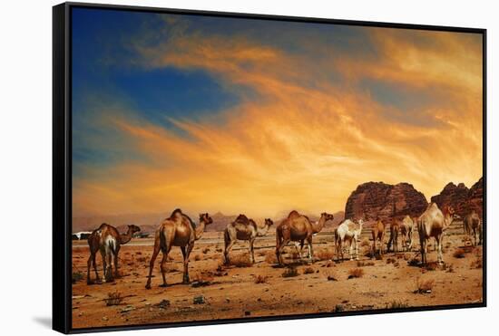 Camels In Wadi Rum-hitdelight-Framed Stretched Canvas