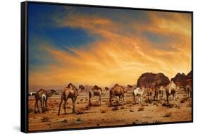 Camels In Wadi Rum-hitdelight-Framed Stretched Canvas