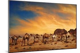 Camels In Wadi Rum-hitdelight-Mounted Premium Giclee Print