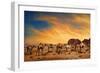 Camels In Wadi Rum-hitdelight-Framed Art Print