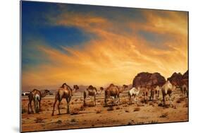 Camels In Wadi Rum-hitdelight-Mounted Art Print