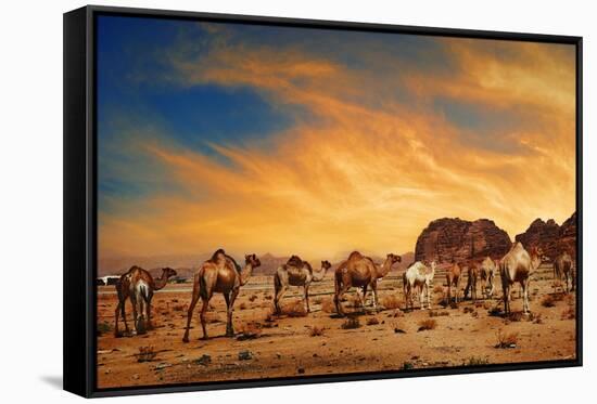 Camels In Wadi Rum-hitdelight-Framed Stretched Canvas