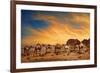 Camels In Wadi Rum-hitdelight-Framed Art Print