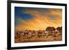 Camels In Wadi Rum-hitdelight-Framed Art Print