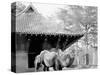 Camels in Zoo Park, Washington, D.C.-null-Stretched Canvas