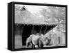 Camels in Zoo Park, Washington, D.C.-null-Framed Stretched Canvas