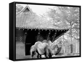 Camels in Zoo Park, Washington, D.C.-null-Framed Stretched Canvas