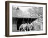 Camels in Zoo Park, Washington, D.C.-null-Framed Photo