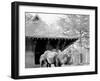 Camels in Zoo Park, Washington, D.C.-null-Framed Photo