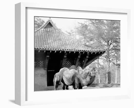 Camels in Zoo Park, Washington, D.C.-null-Framed Photo