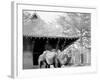 Camels in Zoo Park, Washington, D.C.-null-Framed Photo